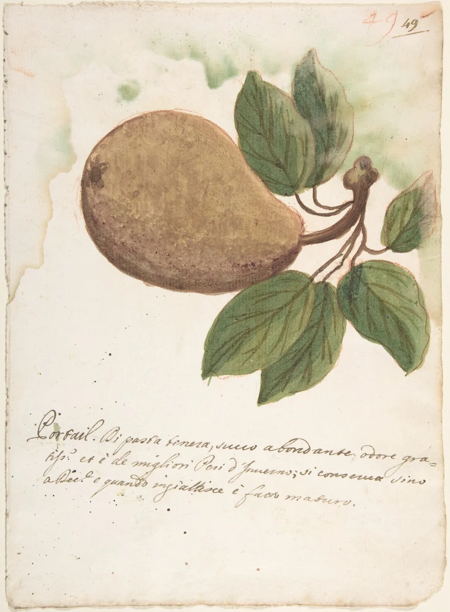 Pear by anonymous, drawing, 1700-1800