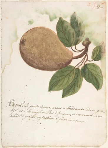 Pear by anonymous, drawing, 1700-1800
