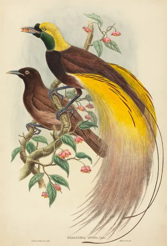Bird of Paradise (Paradisea apoda) by John Gould, print, 1875-1888