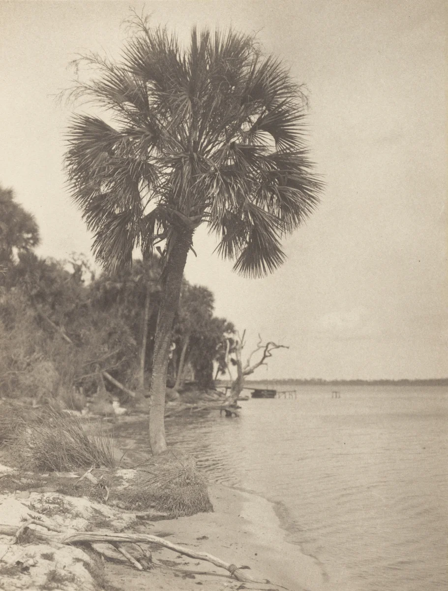 At Rockledge, Florida by Alfred Stieglitz, photograph, 1895