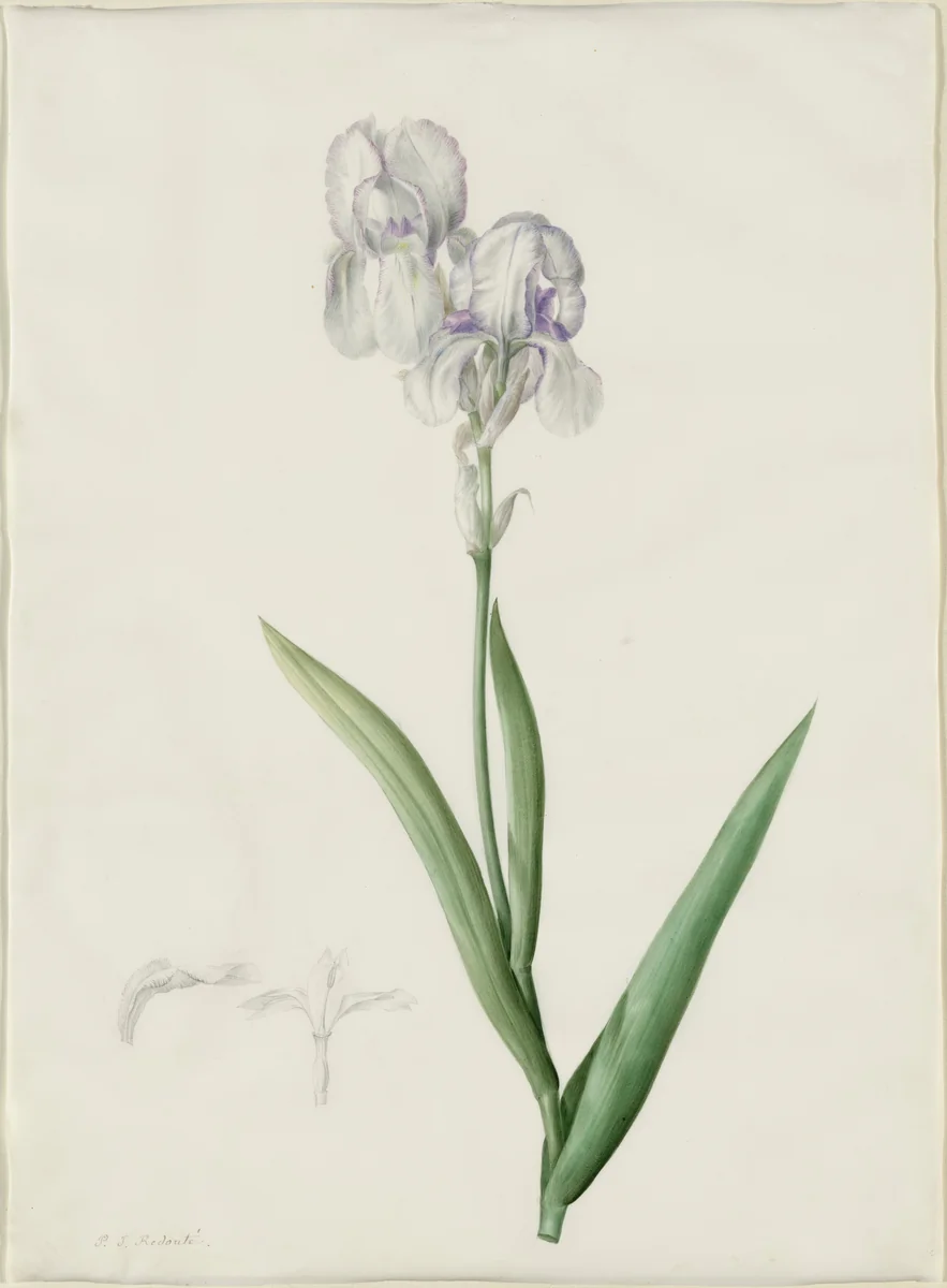 Iris Swertii by Pierre Joseph Redouté, drawing, 1802-1816