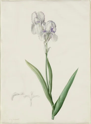 Iris Swertii by Pierre Joseph Redouté, drawing, 1802-1816