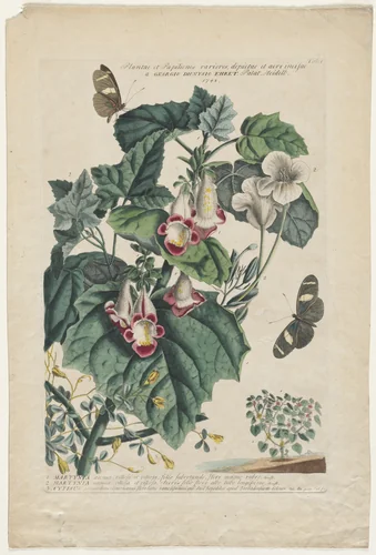 Plantae et Papiliones rariores: Martynia by Georg Dionysius Ehret, print, 1748