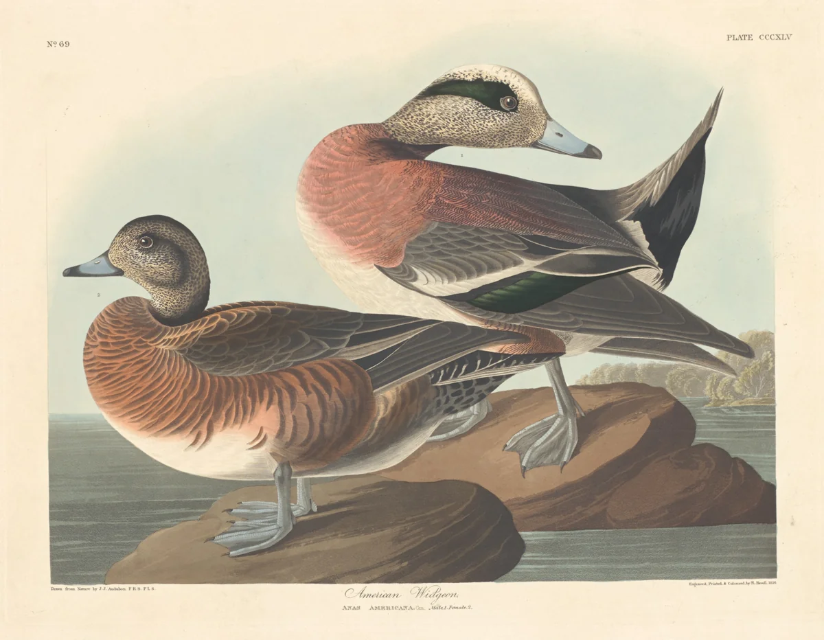 American Widgeon by Robert Havell, Jr.; John James Audubon, print, 1836
