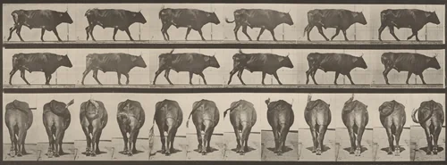 Plate Number 671. Ox; walking by Eadweard Muybridge, photograph, 1887