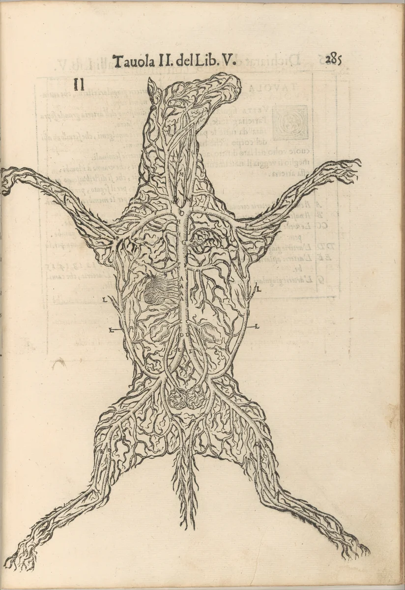 Anatomia del Cavallo. Infirmita del Cavallo by Carlo Ruini, book, 1602
