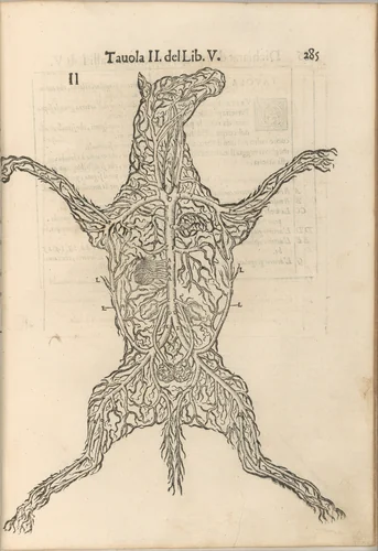 Anatomia del Cavallo. Infirmita del Cavallo by Carlo Ruini, book, 1602