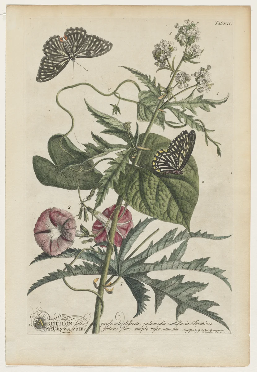 Plantae et papiliones rariores: No. 7 by Georg Dionysius Ehret, print, 1748