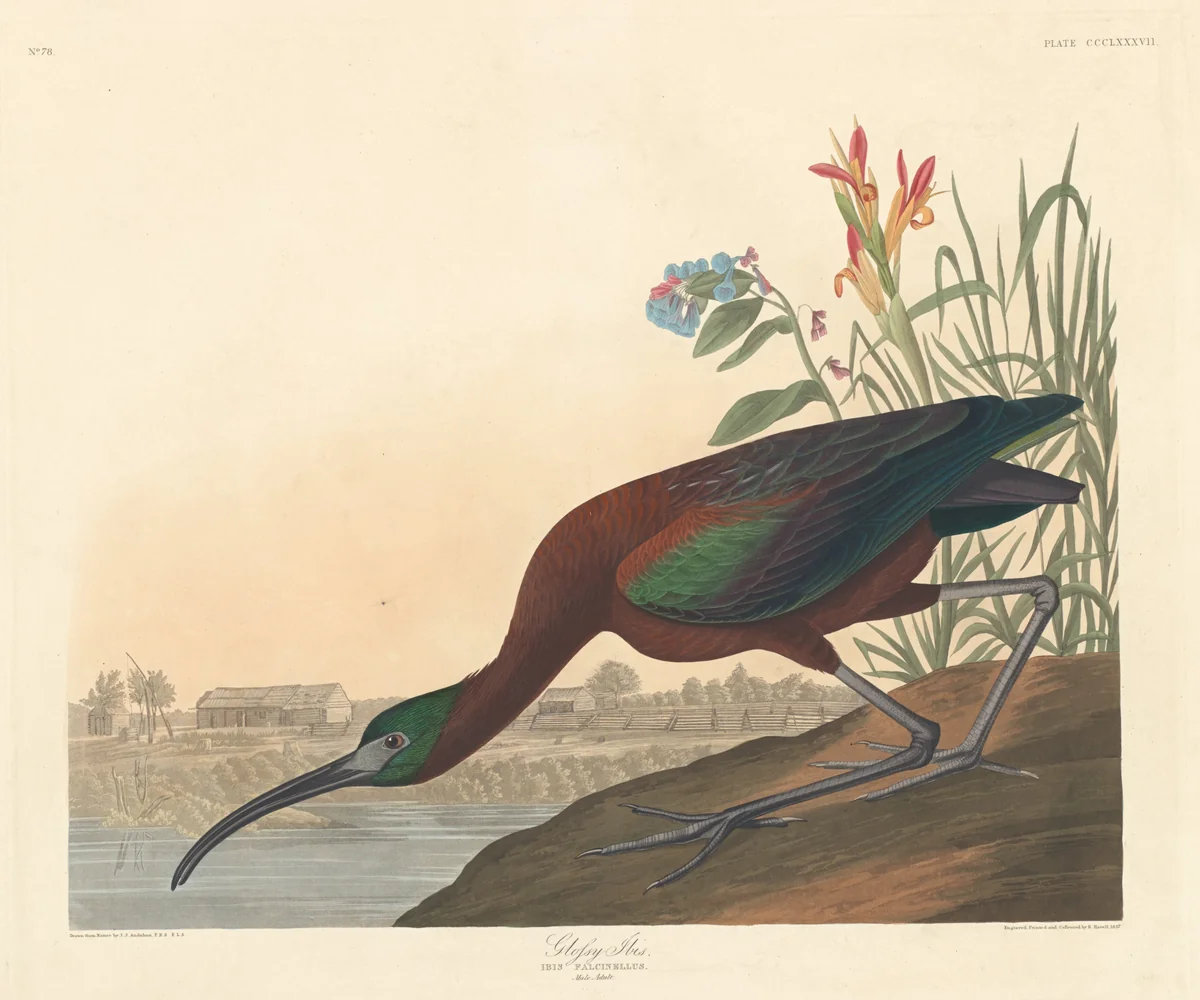Glossy Ibis by Robert Havell, Jr.; John James Audubon, print, 1837