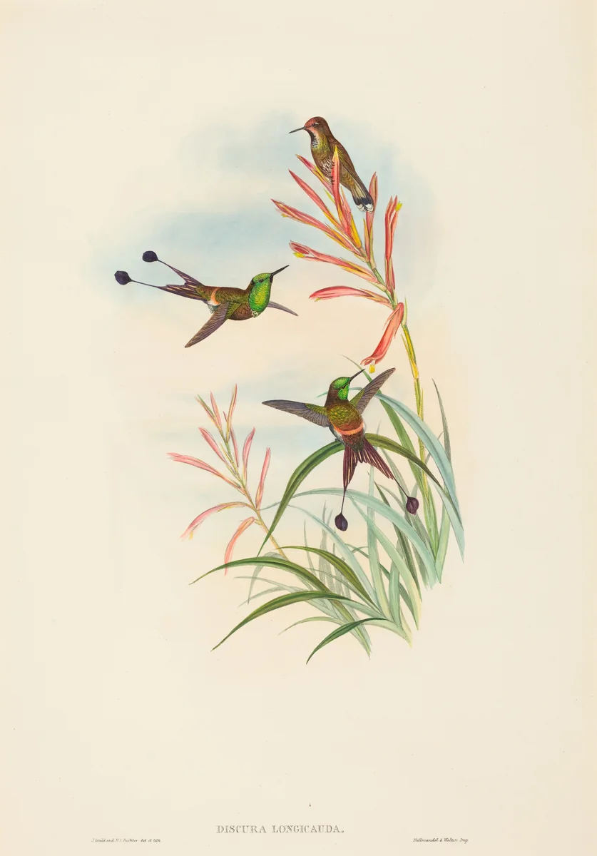 Discura longicauda (Racket-Tail) by H.C. Richter; John Gould, print, 1804-1881