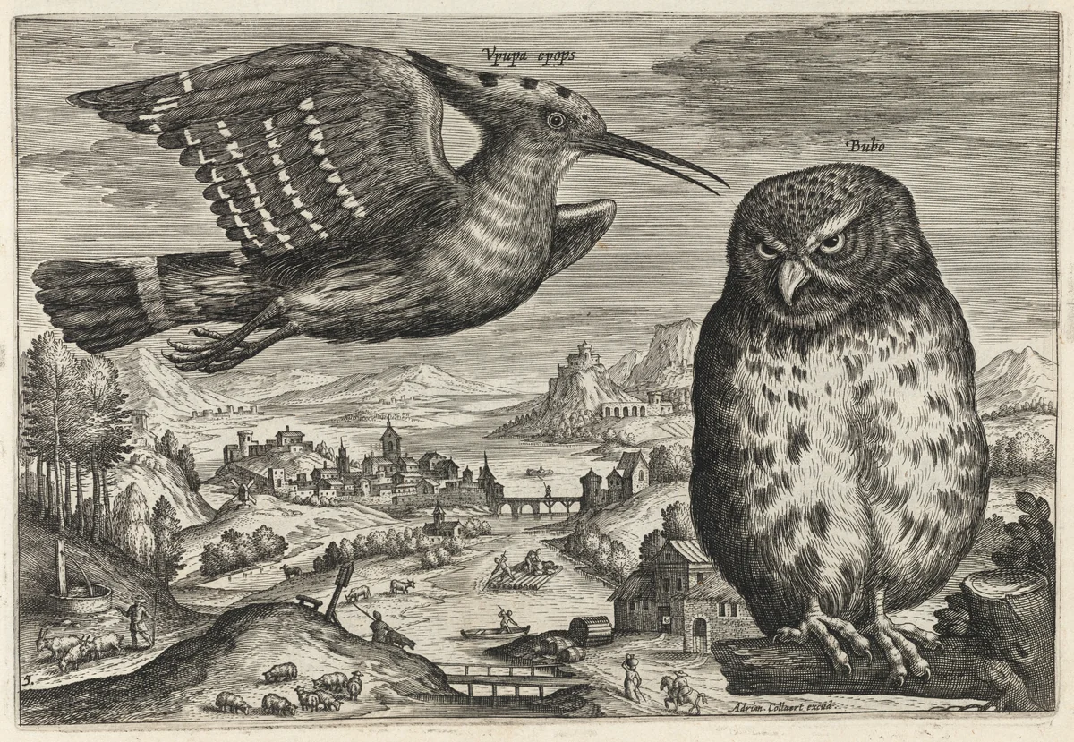 Hoopoe and Owl by Adriaen Collaert, print, 1595-1605