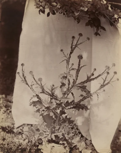 Chardons by Eugène Atget, photograph, 1900