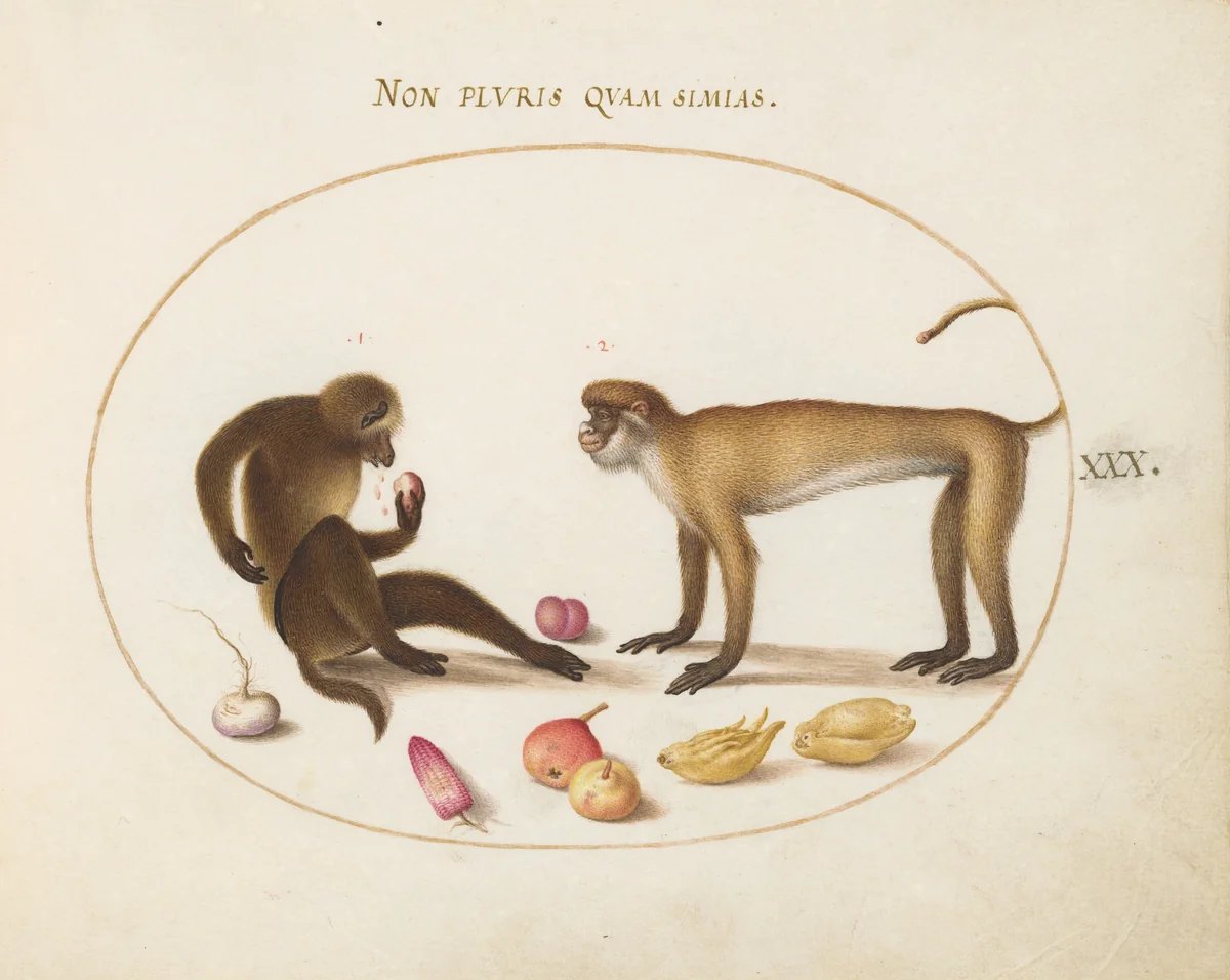 Plate 30: Two Monkeys by Joris Hoefnagel, drawing, 1570-1599