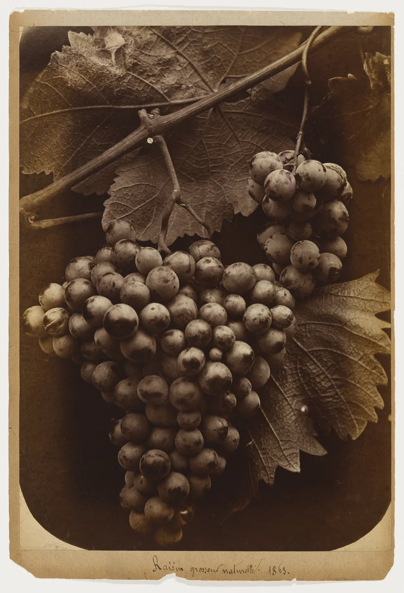 Grapes, Life Size by Charles Aubry, photograph, 1863