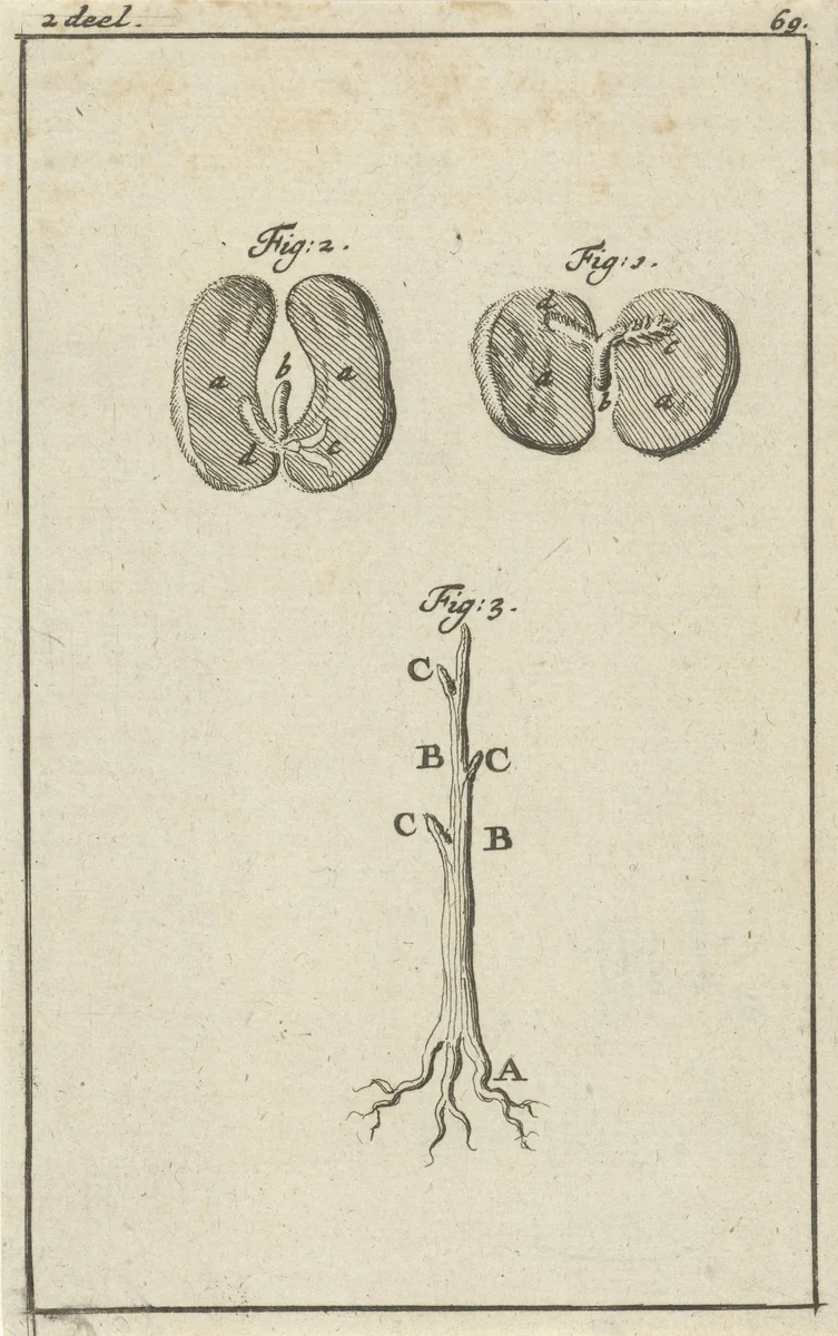Drie voorstellingen met betrekking tot het ontkiemen van zaden by Jan Luyken, print, 1684