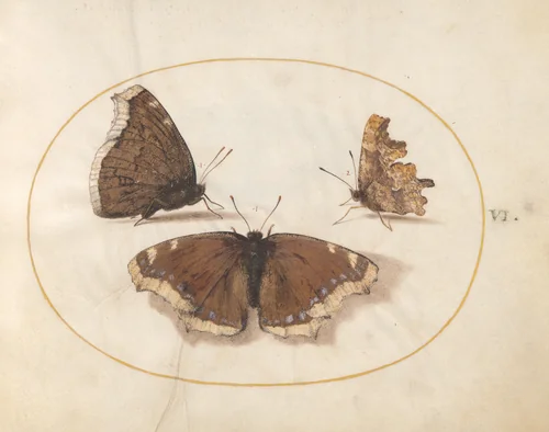Plate 6: Two Views of a Mourning Cloak (Camberwell Beauty) Butterfly with a Comma Butterfly by Joris Hoefnagel, drawing, 1570-1599