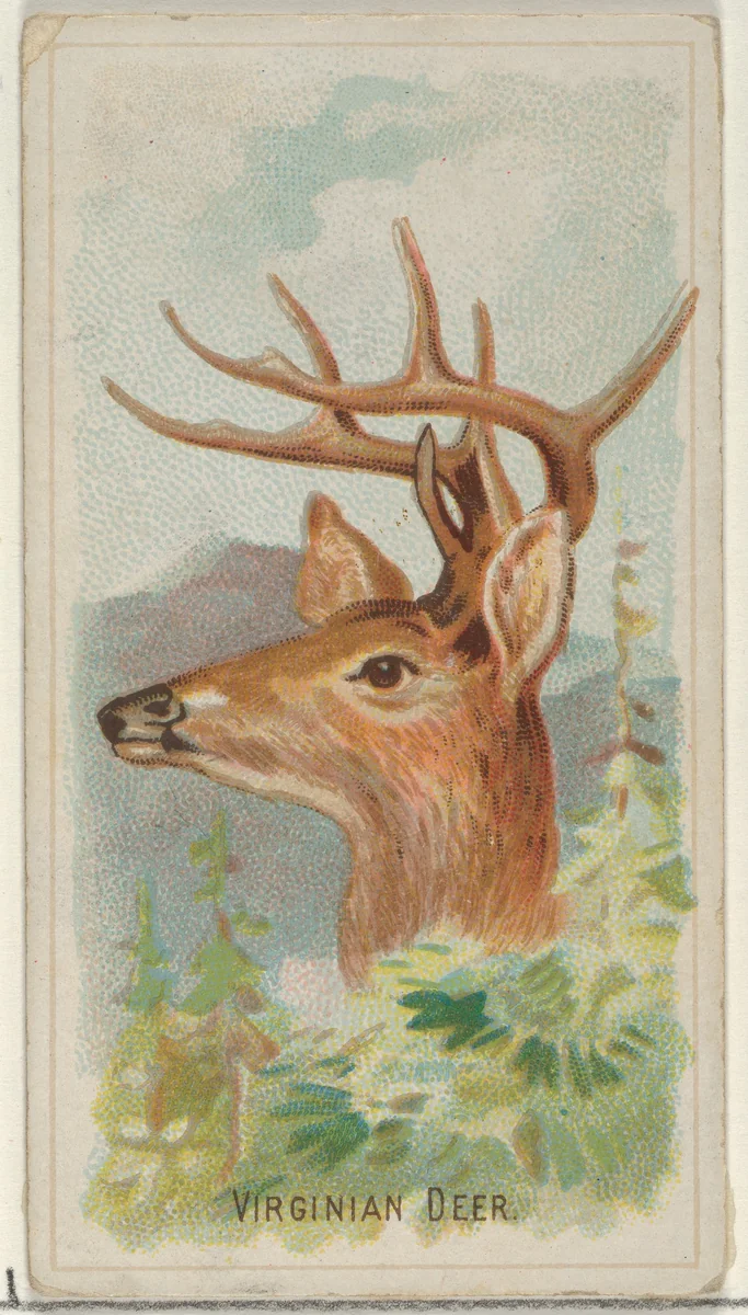 Virginian Deer, from the Wild Animals of the World series (N25) for Allen & Ginter Cigarettes by Allen & Ginter, print, 1888