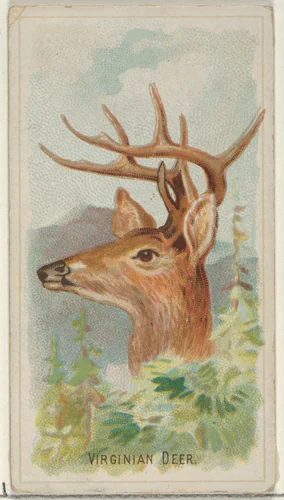 Virginian Deer, from the Wild Animals of the World series (N25) for Allen & Ginter Cigarettes by Allen & Ginter, print, 1888