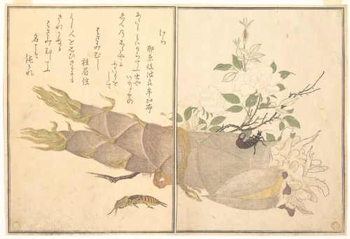 Mole Cricket (Kera); Earwig, (Hasami-mushi), from the Picture Book of Crawling Creatures (Ehon mushi erami) by Kitagawa Utamaro (喜多川歌麿), print, 1788