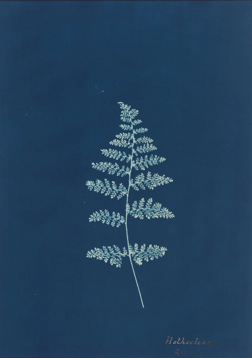 Hothocleana by British 19th Century, photograph, 1850-1859