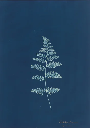 Hothocleana by British 19th Century, photograph, 1850-1859