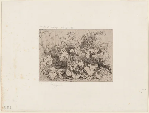 Burdock in Bloom by Eugène Bléry, print, 1858