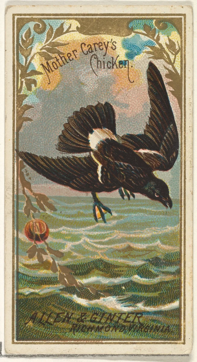 Mother Carey's Chicken, from the Birds of America series (N4) for Allen & Ginter Cigarettes Brands by Allen & Ginter, print, 1888