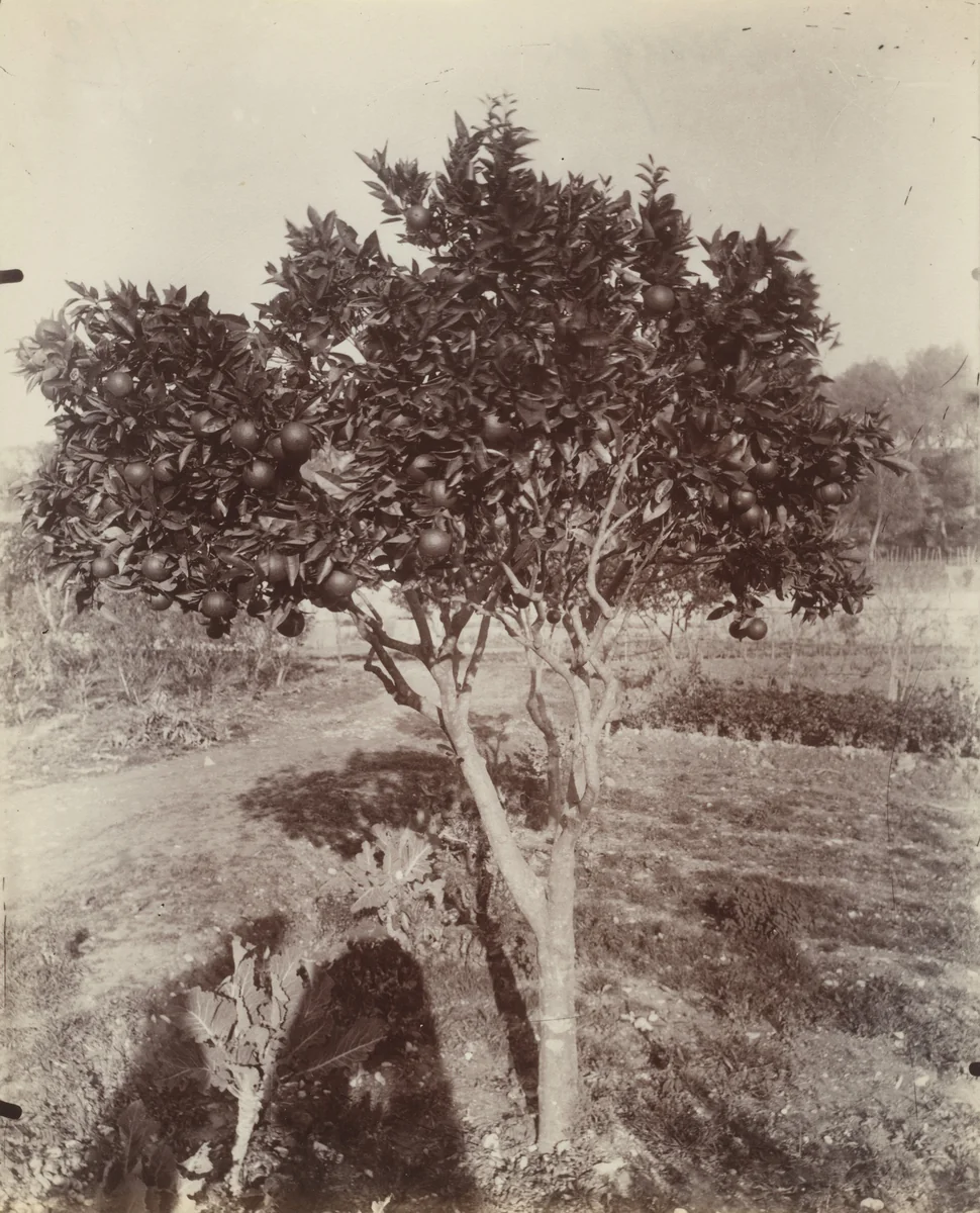 Orange Tree by Eugène Atget, photograph, 1900