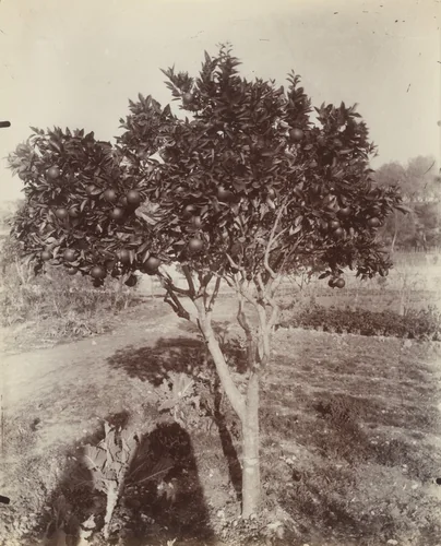 Orange Tree by Eugène Atget, photograph, 1900