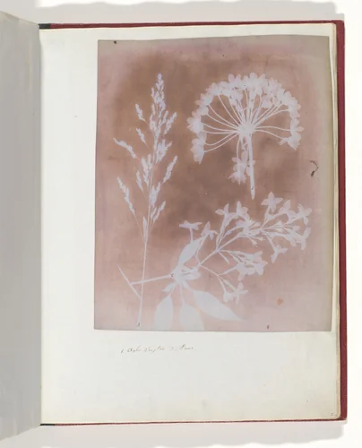 1. Aglio. 2. Cestro. 3. Poa. by William Henry Fox Talbot, photograph, 1839