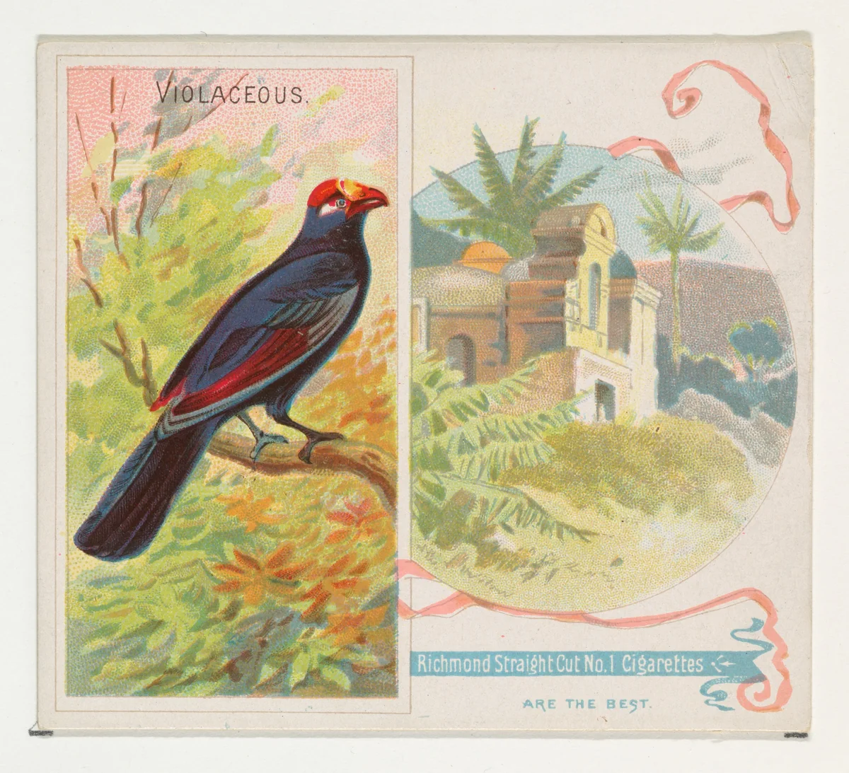 Violaceous, from Birds of the Tropics series (N38) for Allen & Ginter Cigarettes by Allen & Ginter, print, 1889