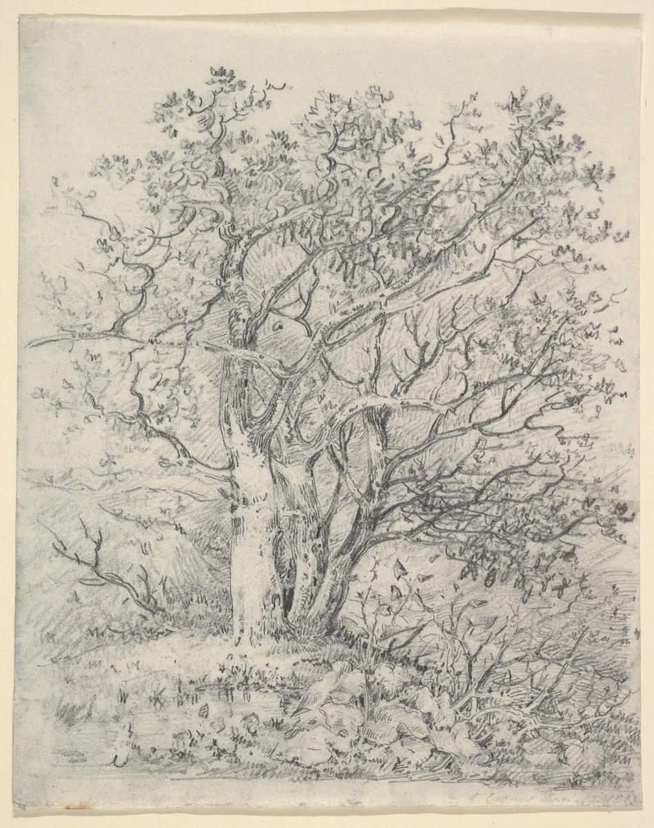 Study for Three Trees by John Crome, drawing, 1812