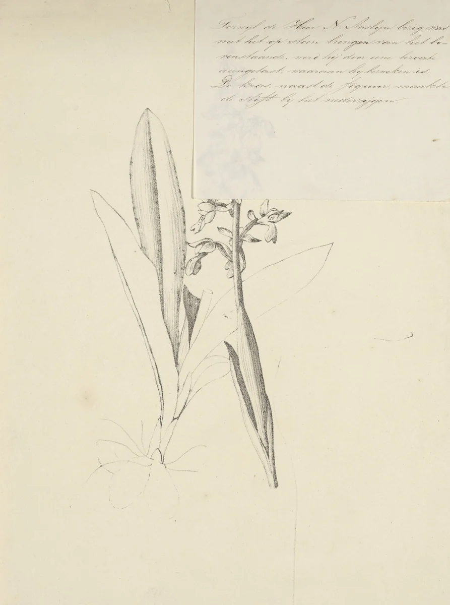 Inheemse orchidee by Nicolaas Anslijn, print, 1809-1838