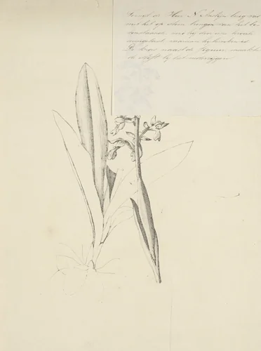 Inheemse orchidee by Nicolaas Anslijn, print, 1809-1838
