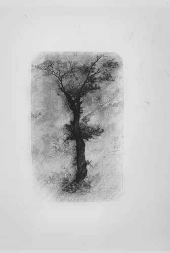 Étude d'un Arbre (Study of a Tree) by Rodolphe Bresdin, print, 1839-1885
