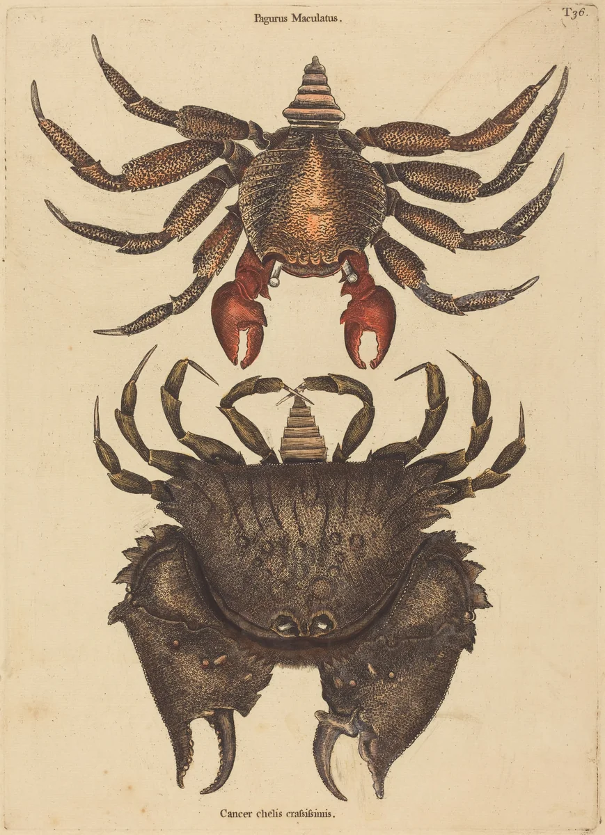 The Red Mottled Rock-crab (Cancer grapsus) by Mark Catesby, print, 1731-1743