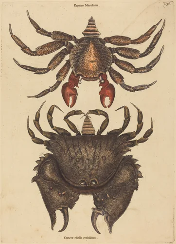 The Red Mottled Rock-crab (Cancer grapsus) by Mark Catesby, print, 1731-1743