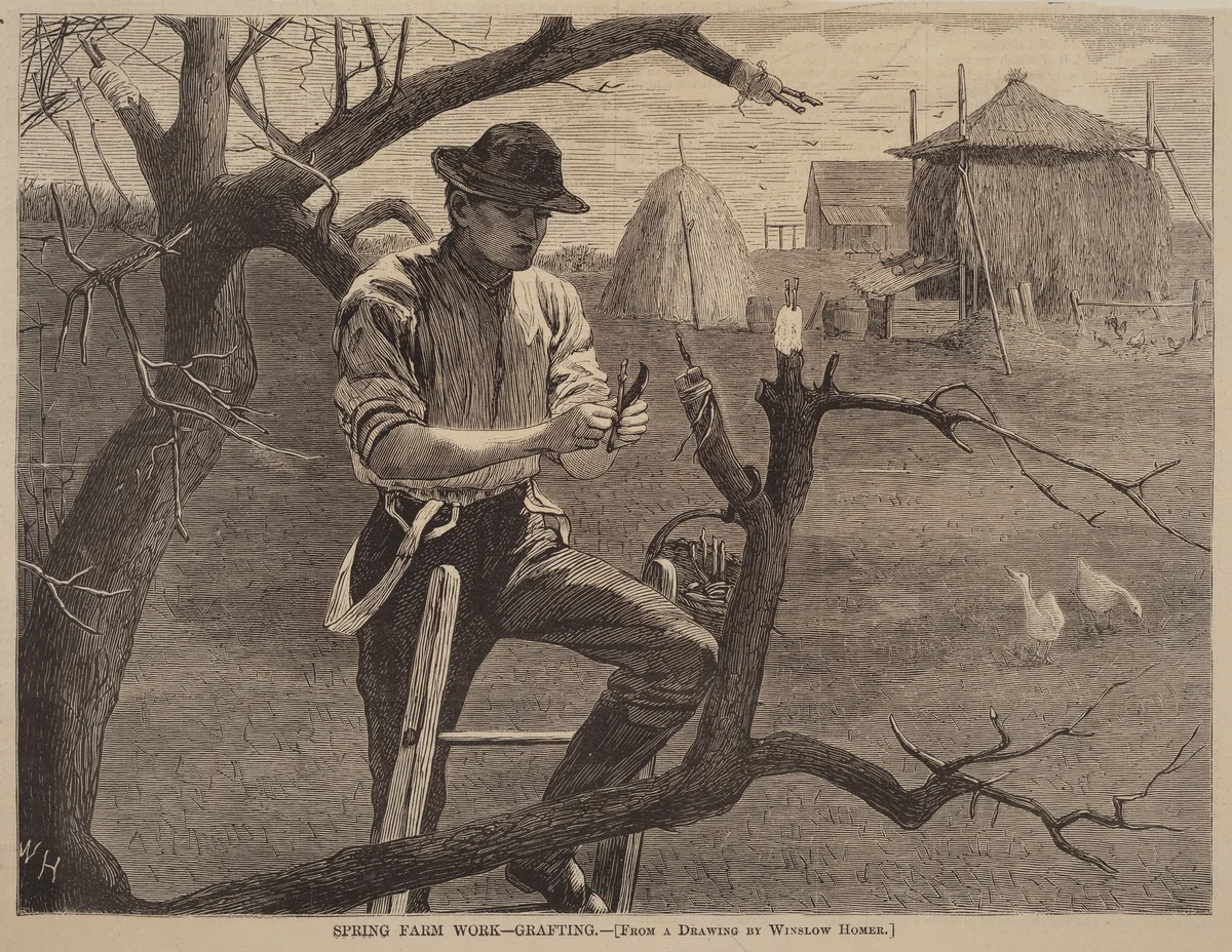 Spring Farm Work - Grafting by Winslow Homer, print, 1870