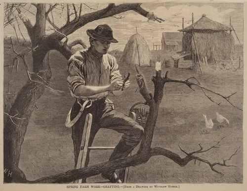 Spring Farm Work - Grafting by Winslow Homer, print, 1870