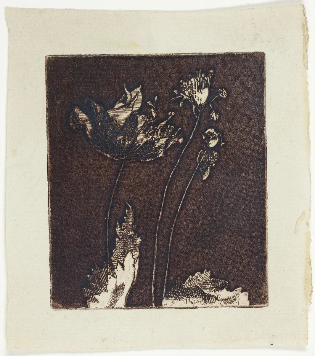 Last Poppies by Theodore Roussel, print, 1897