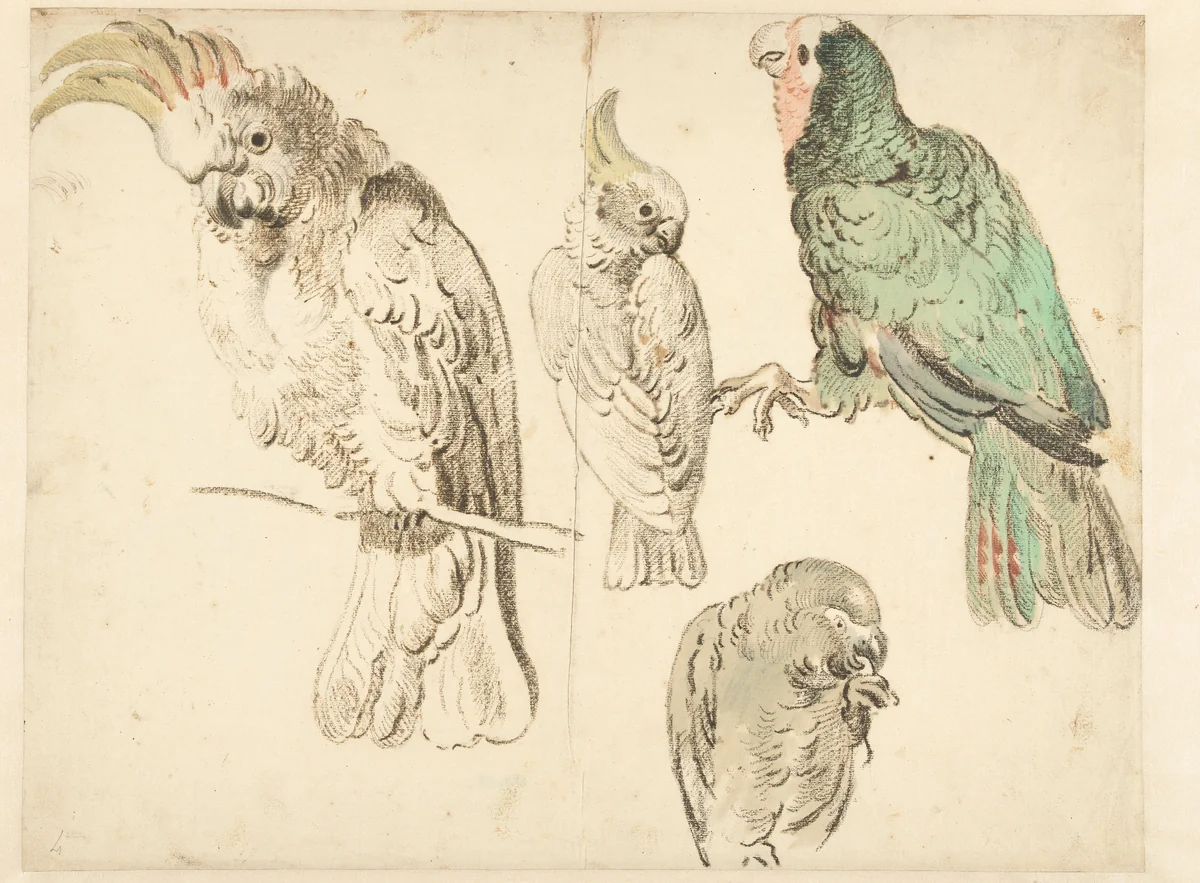 Four Studies of Cockatoos by Jan Weenix, drawing, 1650-1719