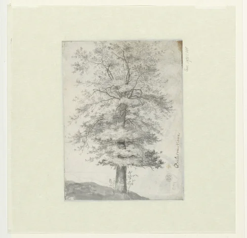 Studie van een boom by Paulus Willemsz. van Vianen, drawing, 1603