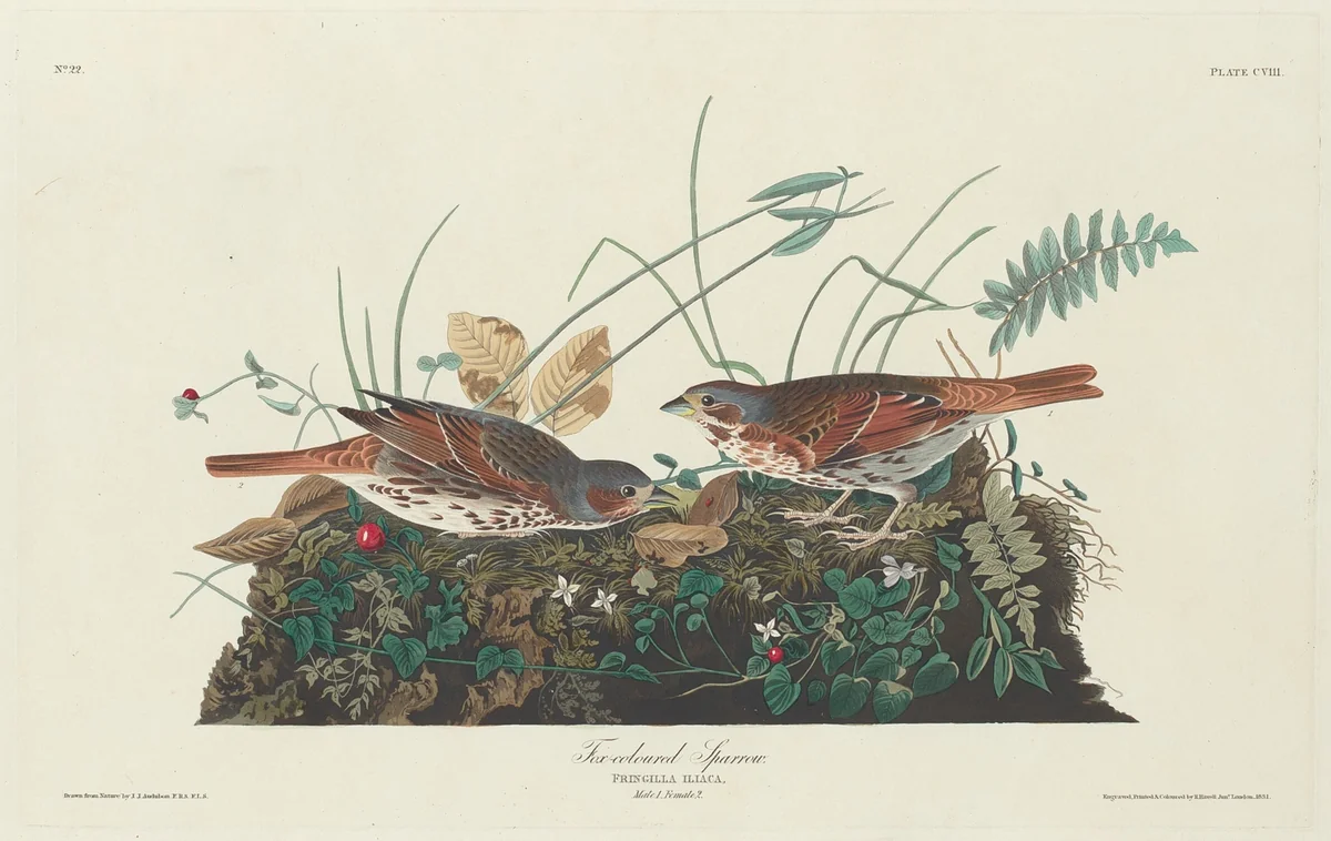 Two-colored Sparrow by Robert Havell, Jr.; John James Audubon, print, 1831
