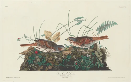 Two-colored Sparrow by Robert Havell, Jr.; John James Audubon, print, 1831