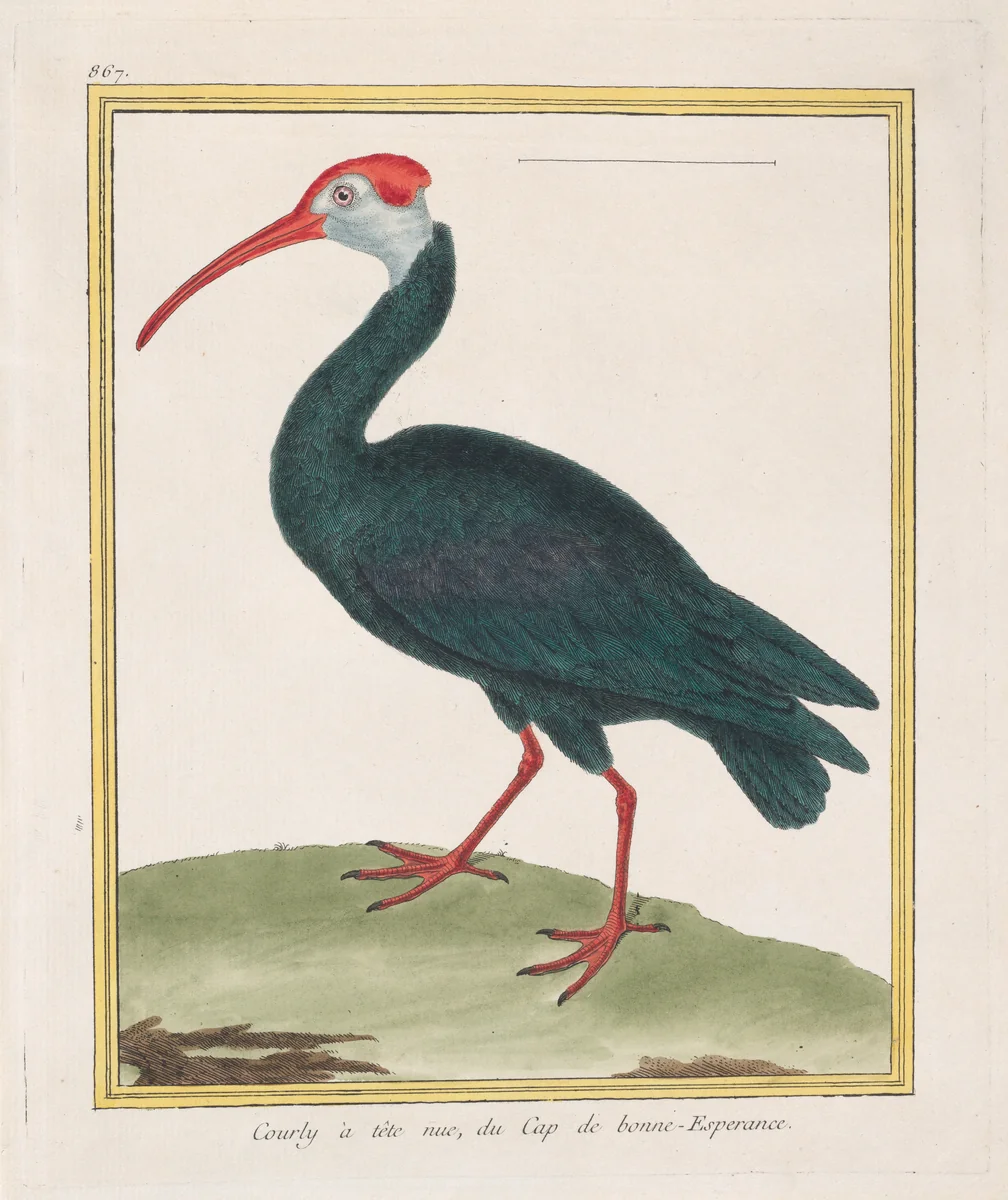 Courly à tête nu, du Cap de bonne Esperance (Bald Ibis from the Cape of Good Hope), from "Histoire Naturelle de Oiseaux" by François Nicolas Martinet, print, 1770-1786