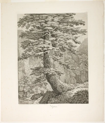 Fir Tree by Jacob Philipp Hackert, print, 1801-1802