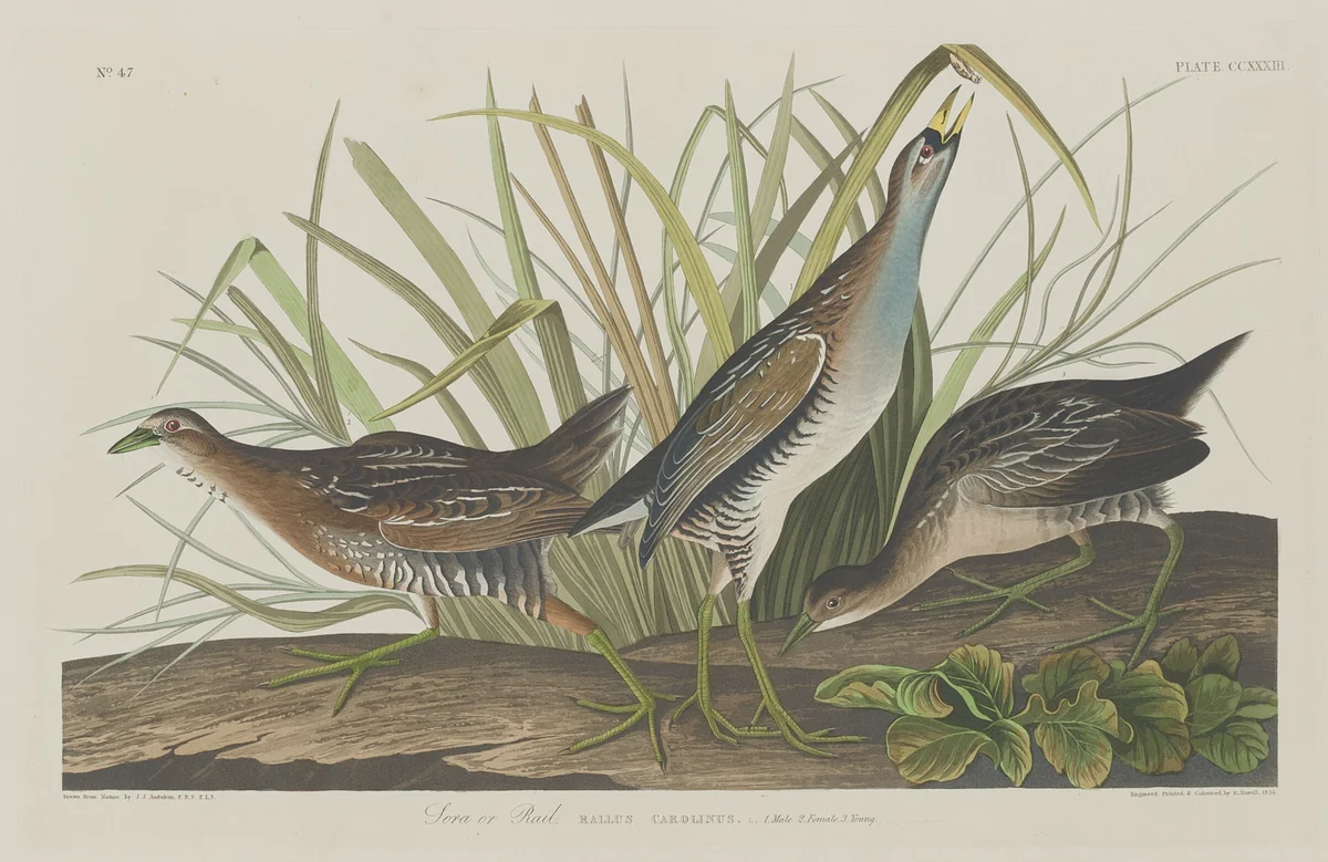 Sora or Rail by Robert Havell, Jr.; John James Audubon, print, 1834
