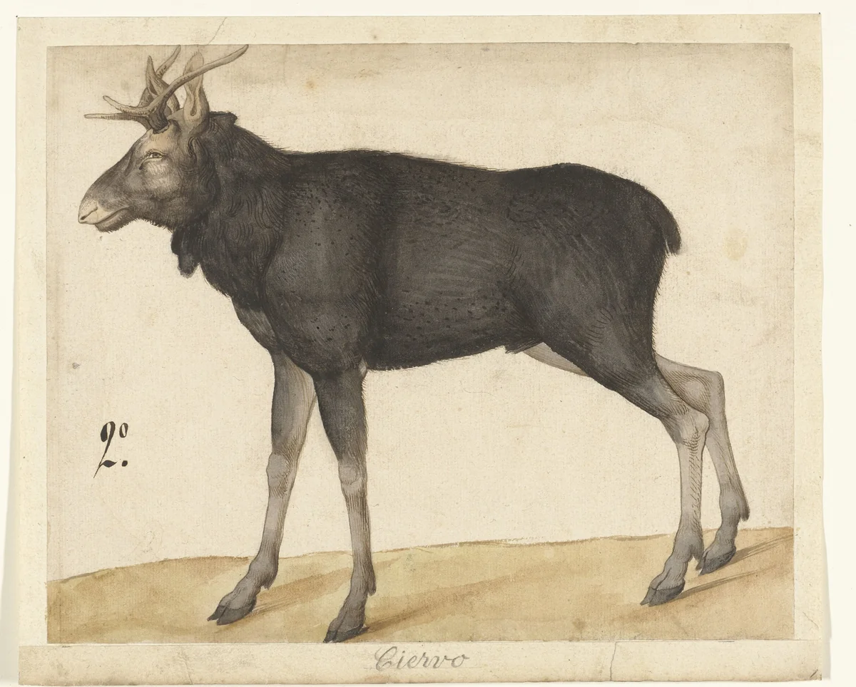 Eland by anonymous, drawing, 1550-1570