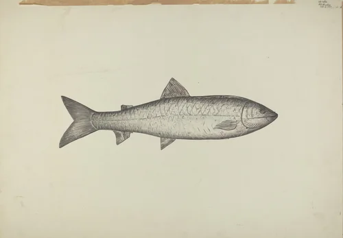Fish Shop Sign by Henry Murphy, index of american design, 1939