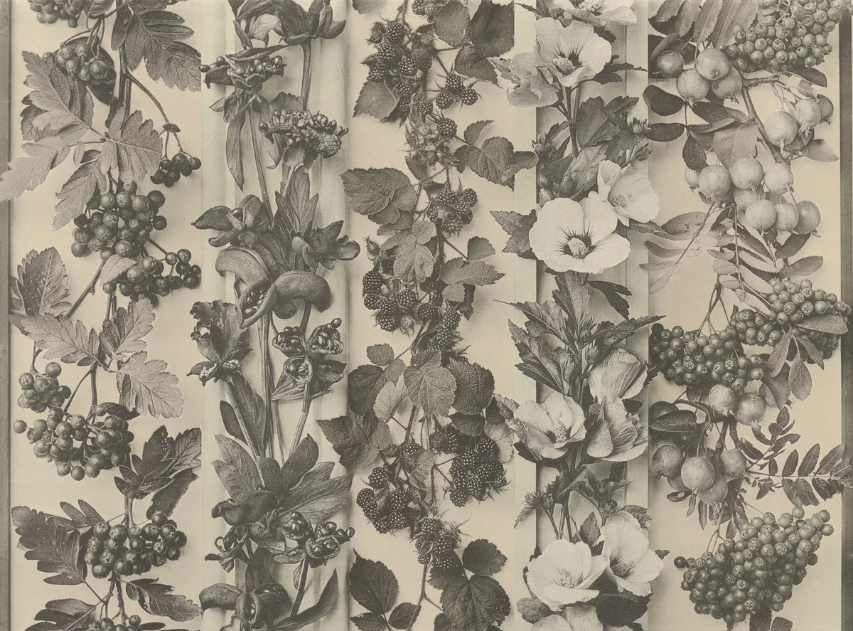 Page from Festons und Dekorative Gruppen by Unidentified Photographer, photograph, 1893